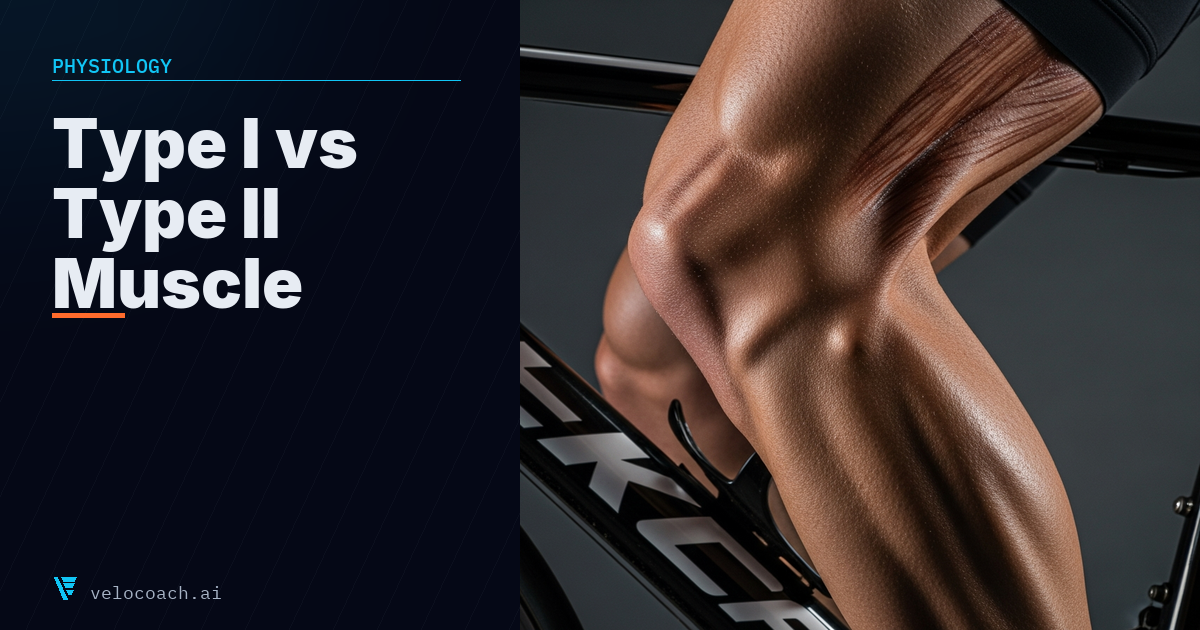 Type I vs Type II Muscle Fibres: What Your Muscle Composition Means for Your Cycling